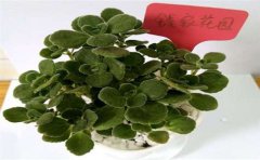 甲醛檢測(cè)處理真的有用嗎？