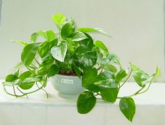 佛山三水順德新房去甲醛的技巧有哪些？